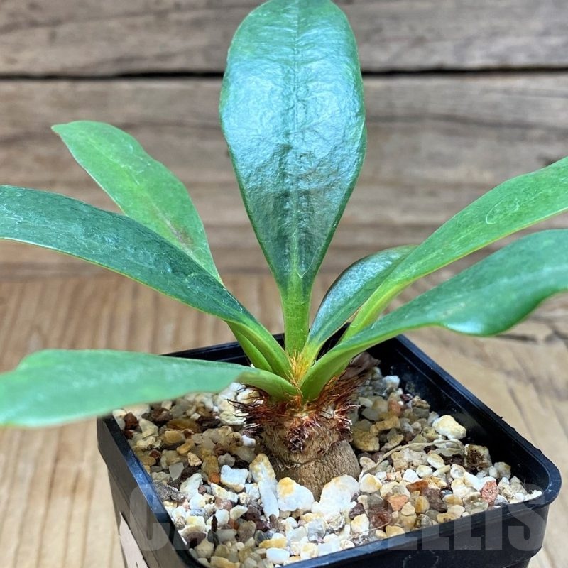 SH11059 Euphorbia ramena