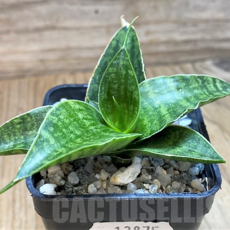 SH13875 Sansevieria 'Sindoro'