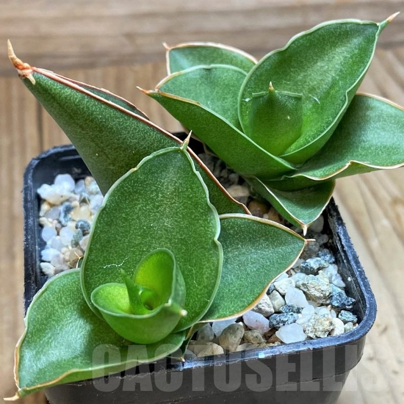 SH13885 Sansevieria 'Bonny'