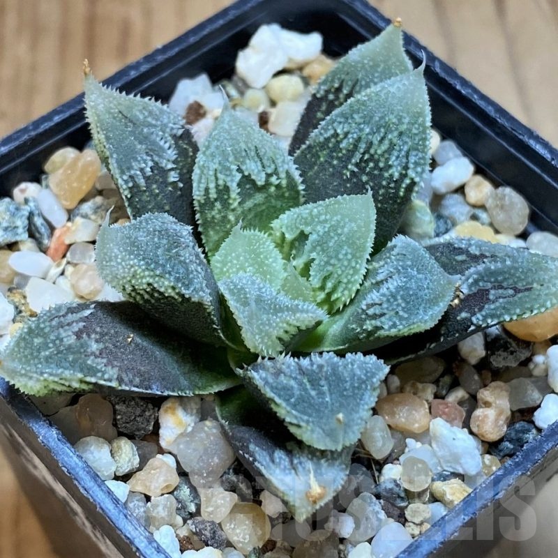 SH13786 Haworthia ‘Hakuteijyo’ mutant