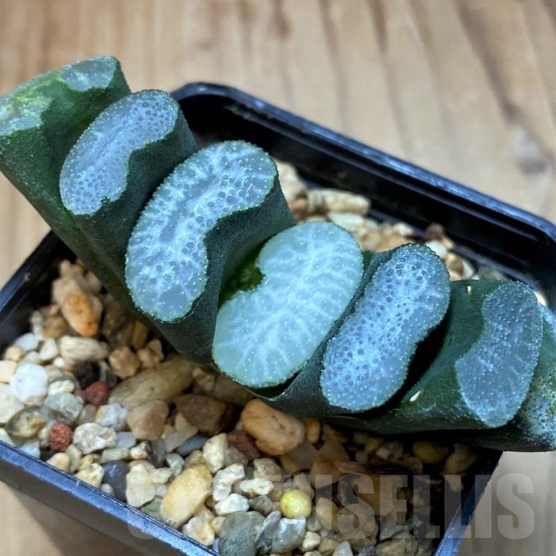 SH12721 Haworthia truncata -Japan-
