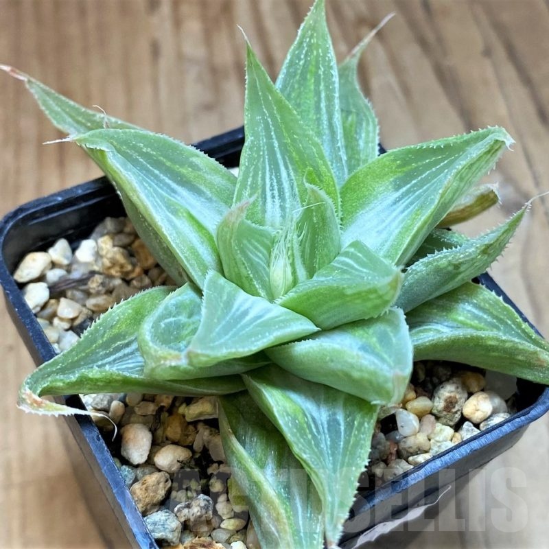 SH11597 Haworthia retusa 'White Ghost'