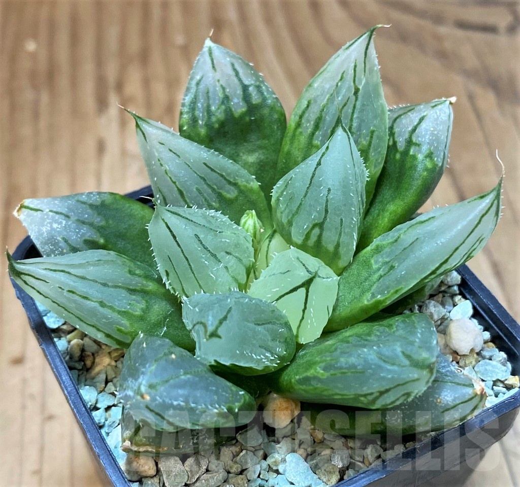 SH13782 Haworthia cooperi ‘West Asia Tsuen’ - Obrázek 2