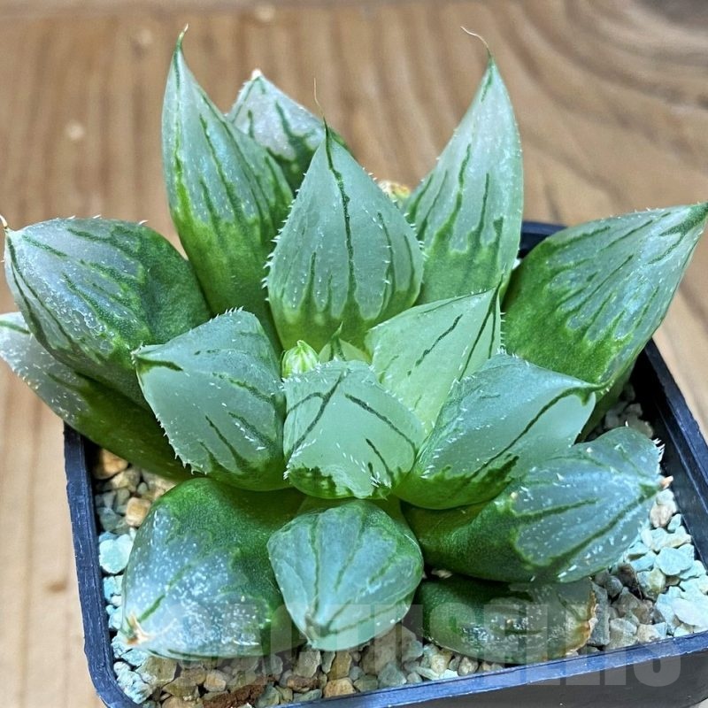 SH13782 Haworthia cooperi ‘West Asia Tsuen’
