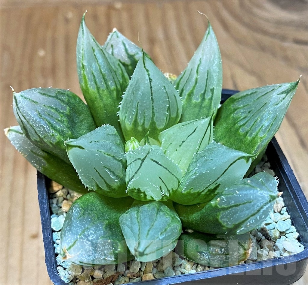 SH13782 Haworthia cooperi ‘West Asia Tsuen’