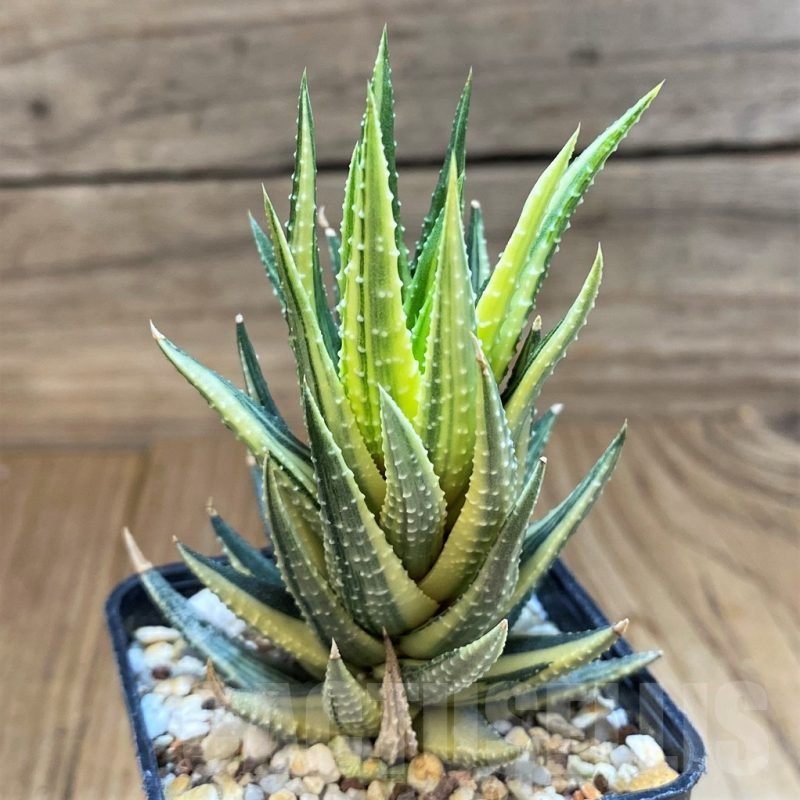 SH12200 Haworthia reinwardtii hybrid f. variegata