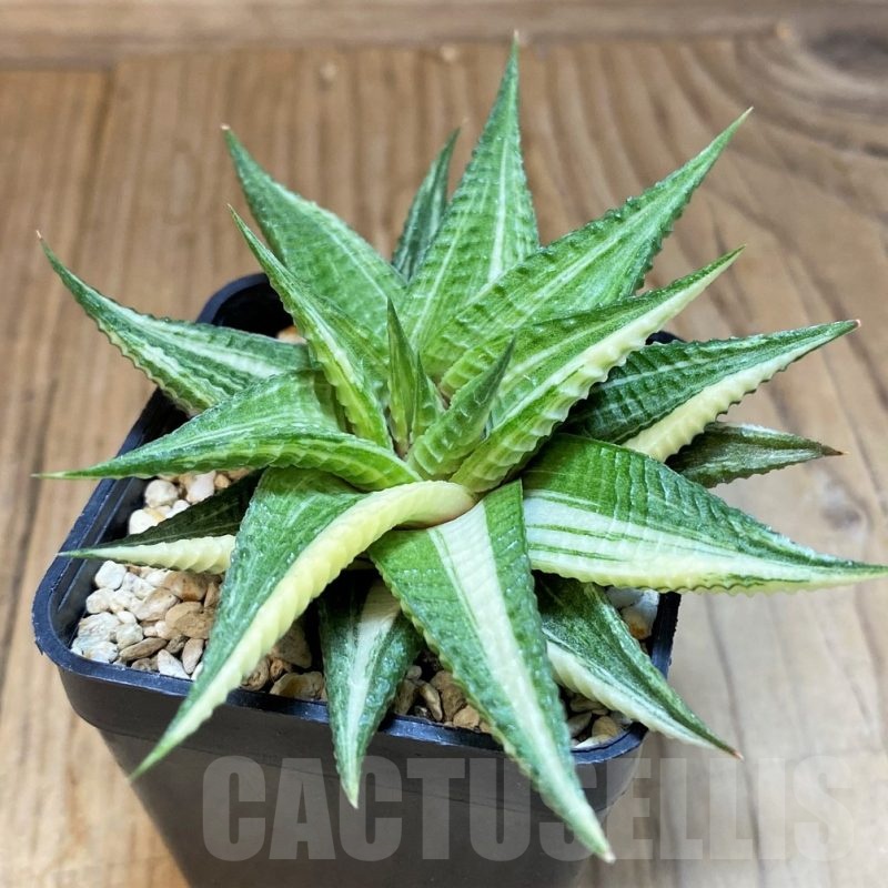 SH8050 Haworthia limifolia hybrid f. variegata