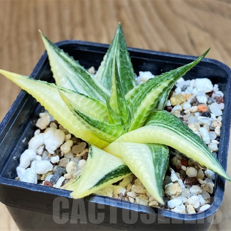 SH12436 Haworthia limifolia hybrid f. variegata
