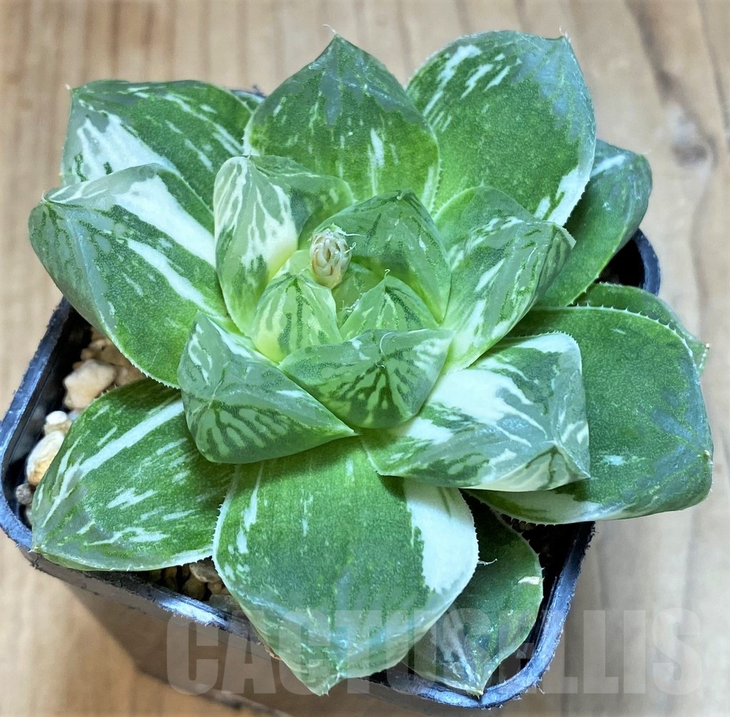SH12012 Haworthia obtusa 'Marin' f. variegata - Obrázek 3