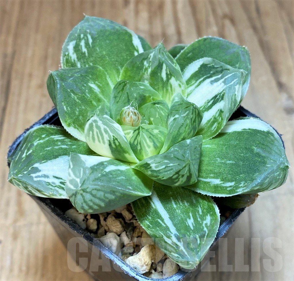 SH12012 Haworthia obtusa 'Marin' f. variegata - Obrázek 2