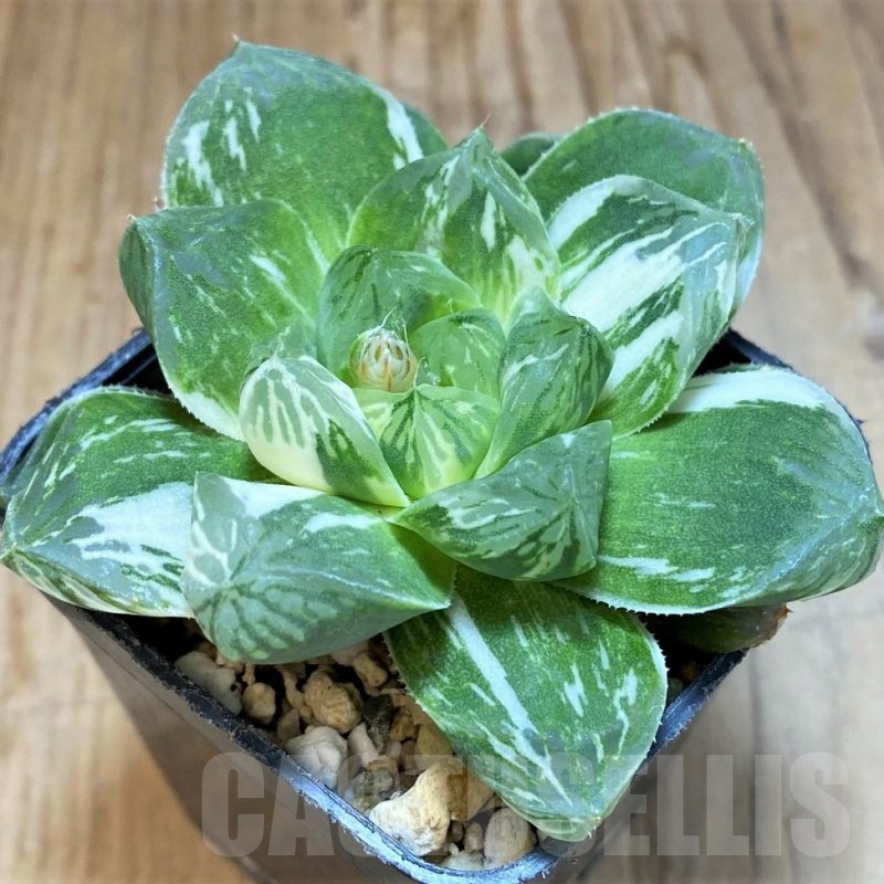 SH12012 Haworthia obtusa 'Marin' f. variegata