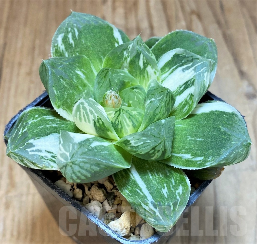 SH12012 Haworthia obtusa 'Marin' f. variegata
