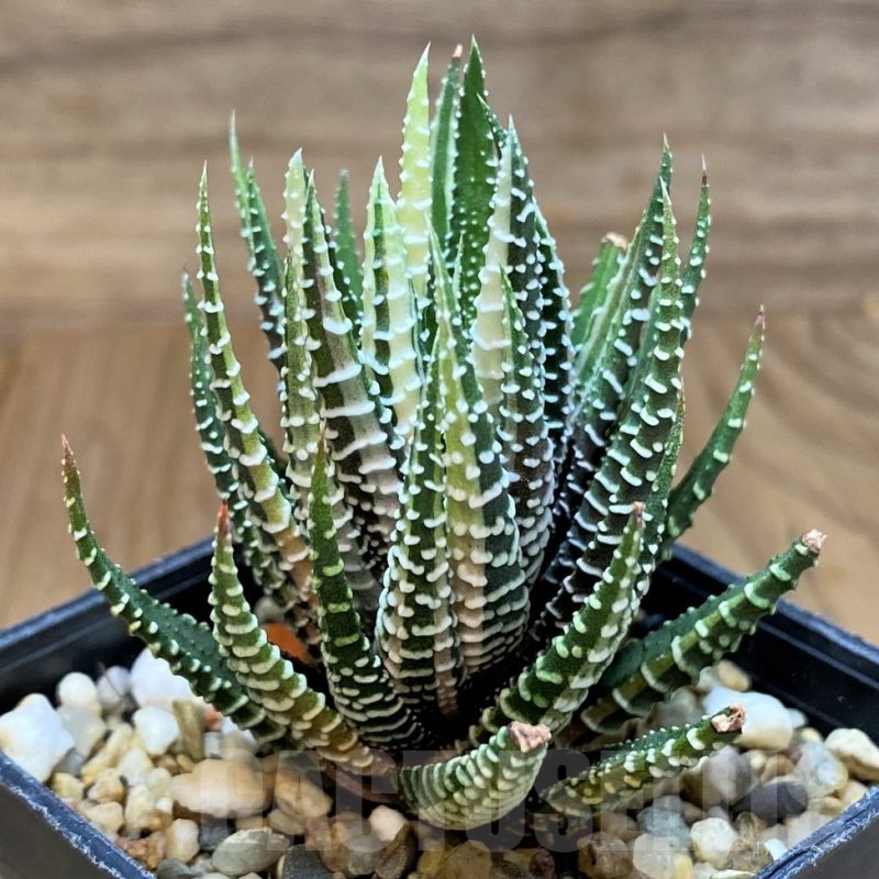 SH11965 Haworthia fasciata f. variegata