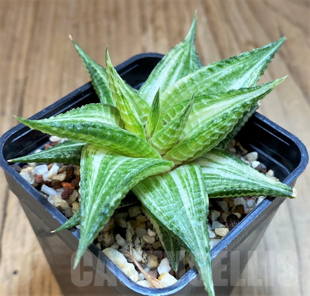 SH11953 Haworthia limifolia hybrid f. variegata - Imagen 2