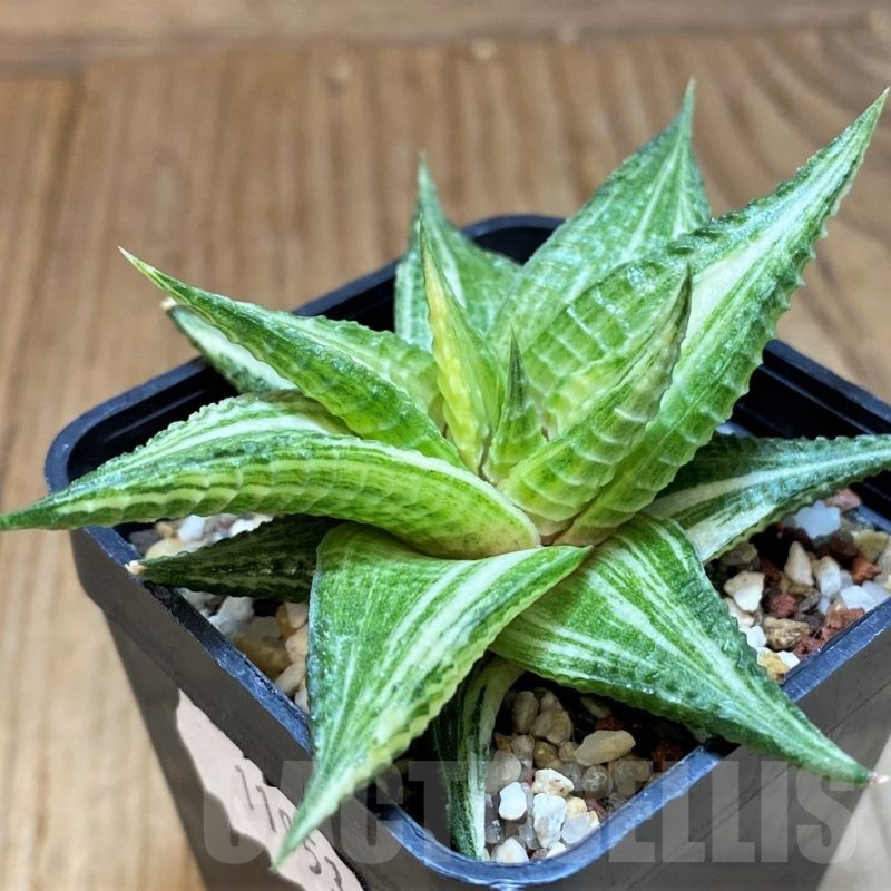 SH11953 Haworthia limifolia hybrid f. variegata