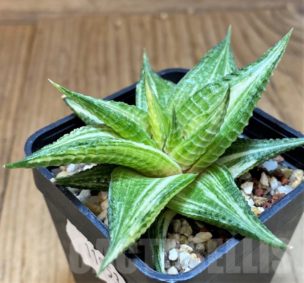 SH11953 Haworthia limifolia hybrid f. variegata