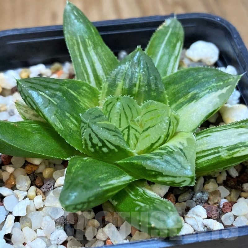 SH11105 Haworthia obtusa f. variegata hybrid