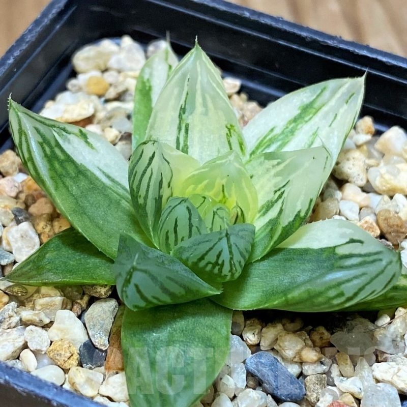 SH11373 Haworthia obtusa f. variegata