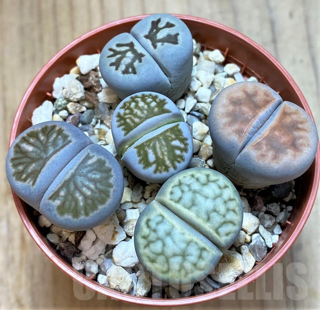 SH10994 Lithops mix