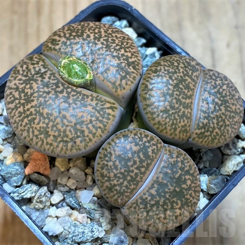VVG11495 Lithops lesliei v. mariae C152