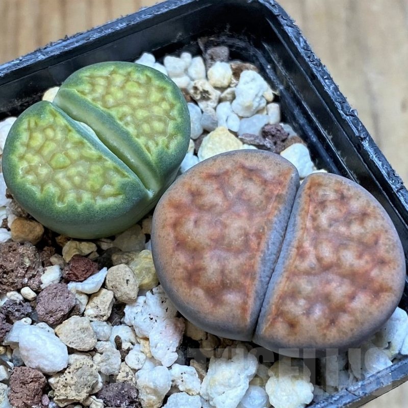 SH13636 Lithops mix