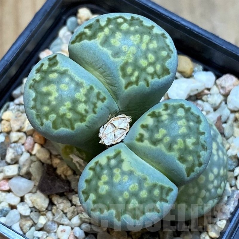 SH11456 Lithops julii 'Fuller Green'