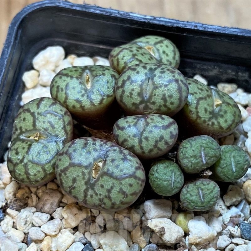 SH11828 Conophytum obcordellum mix, seedling