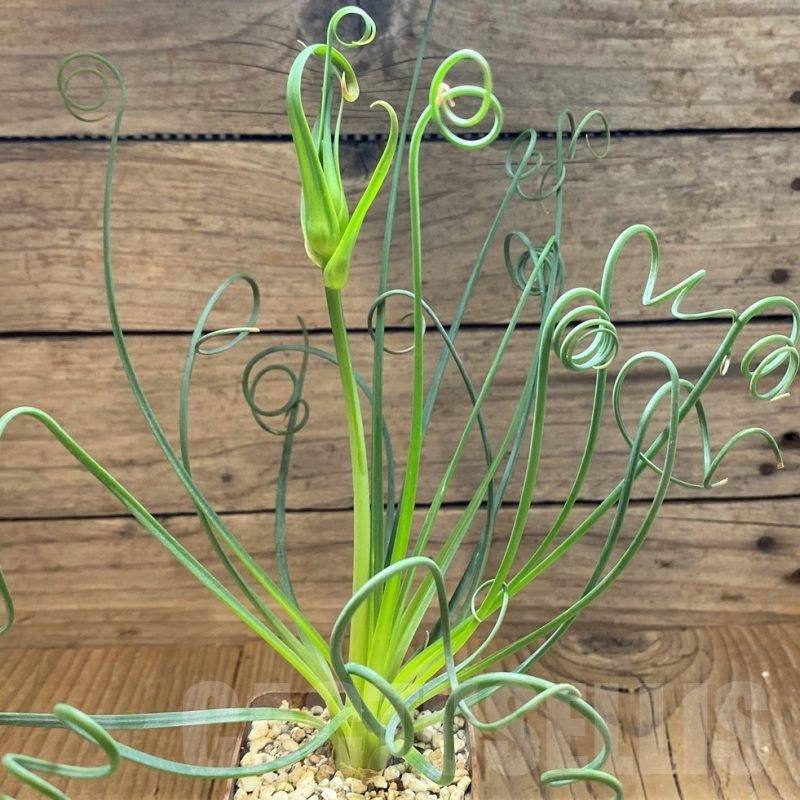 SH11746 Albuca spiralis