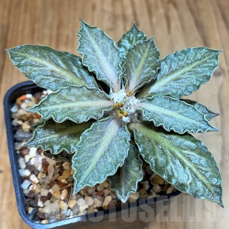 SH13208 Euphorbia tulearensis hybrid