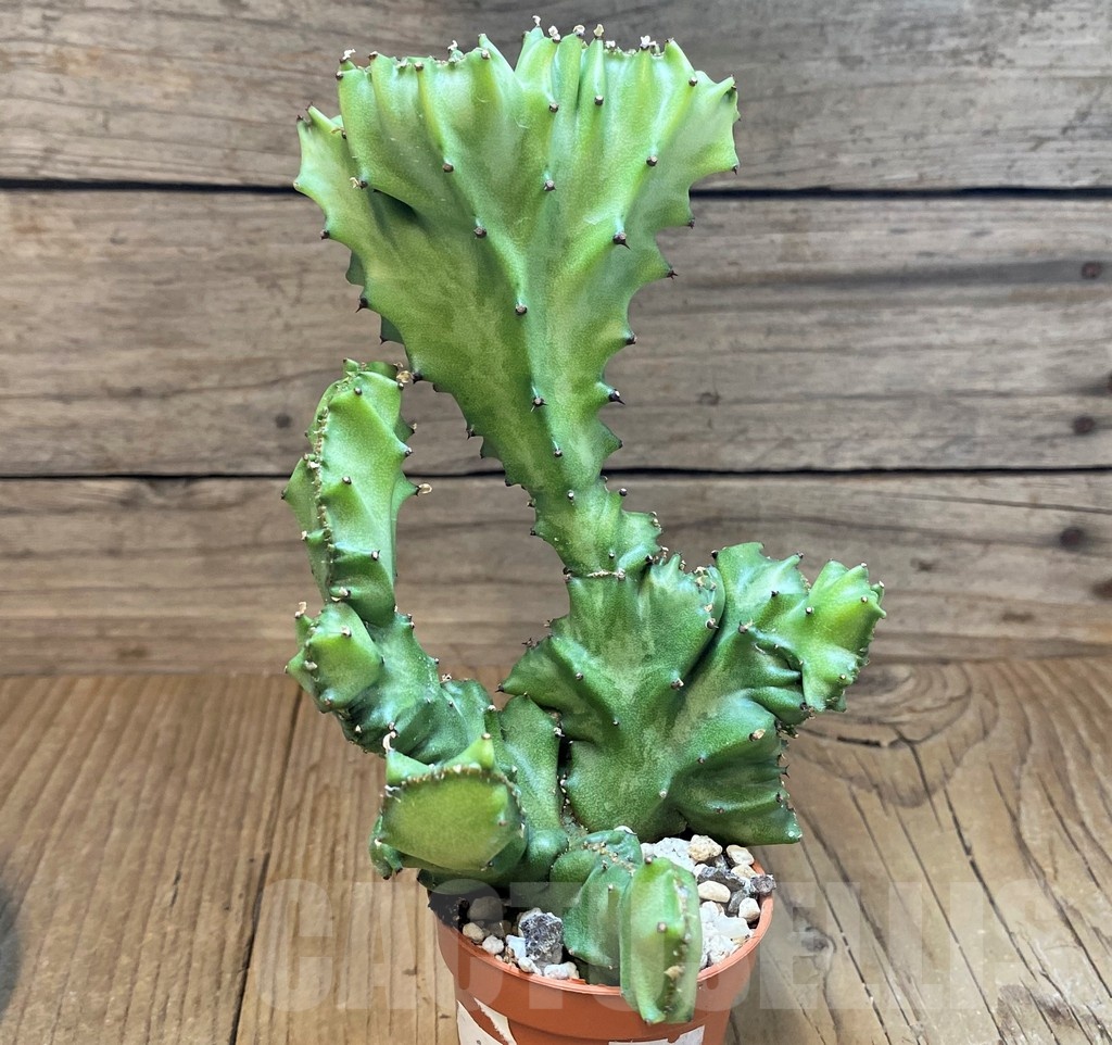 SH12075 Euphorbia lactea f. cristata – Bild 2