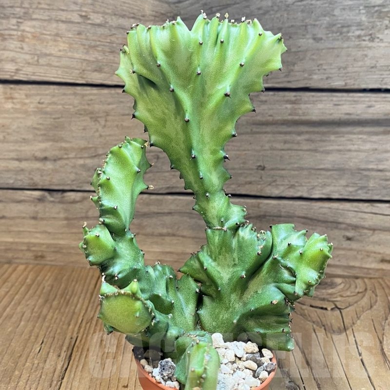 SH12075 Euphorbia lactea f. cristata