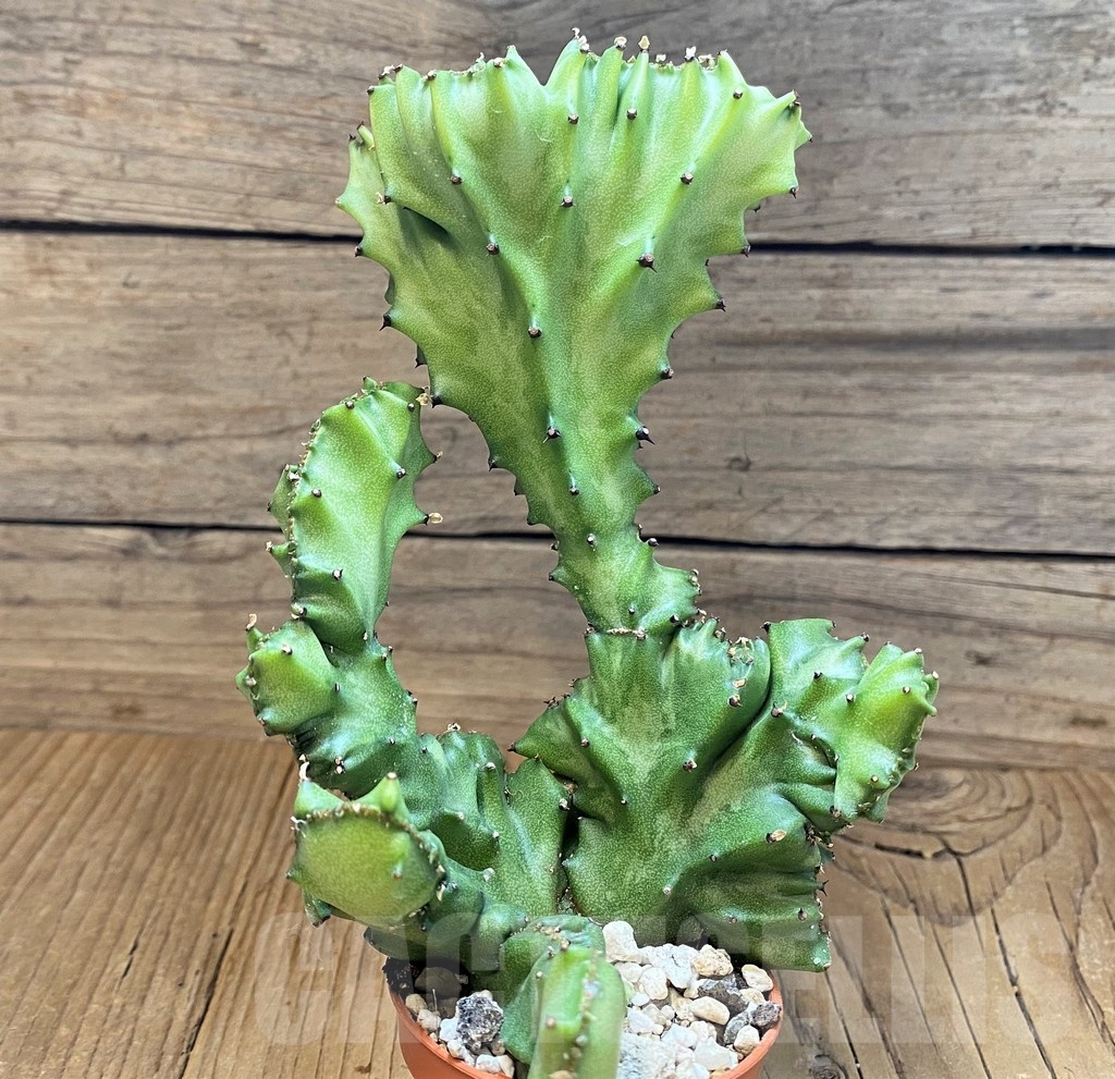 SH12075 Euphorbia lactea f. cristata