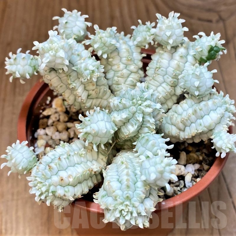 SH11248 Euphorbia mammillaris f. variegata