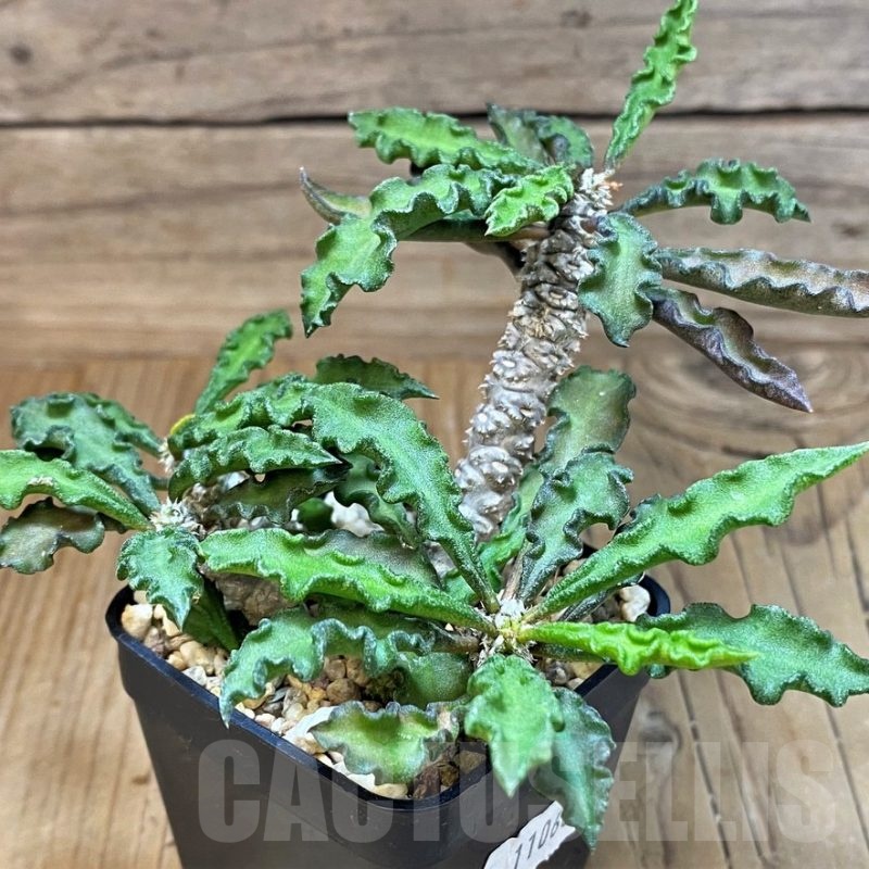 SH11066 Euphorbia decaryi v. spirosticha