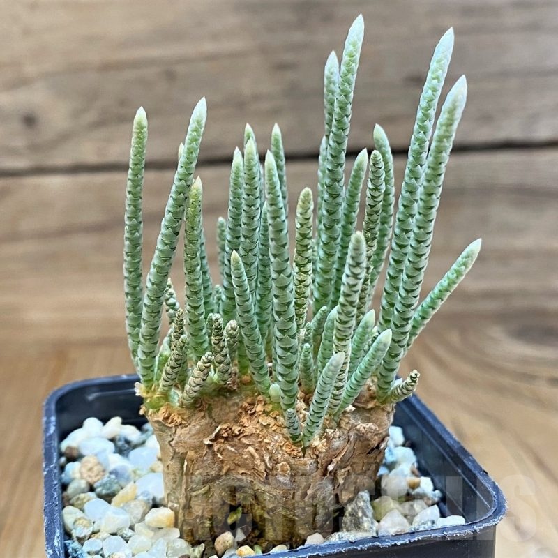 SH11055 Avonia alstonii