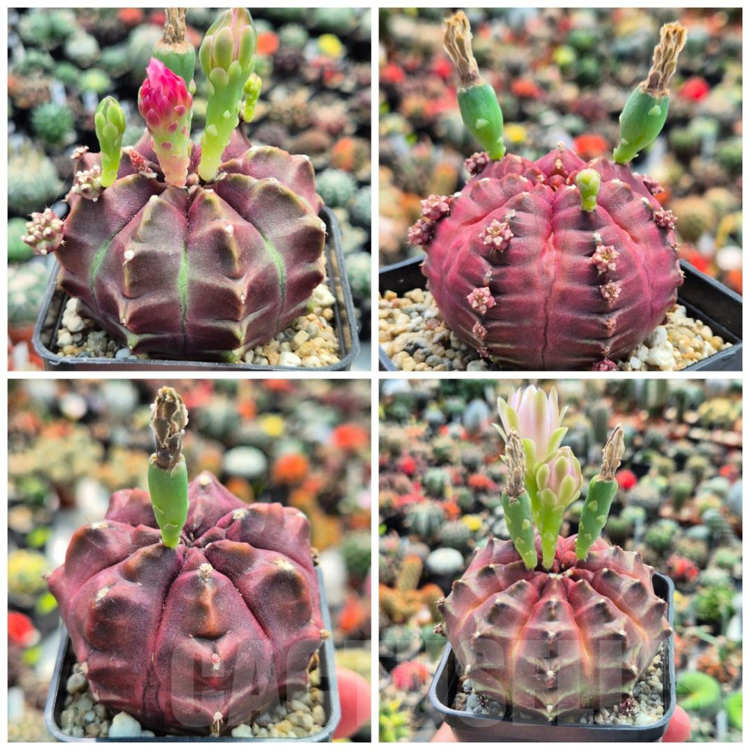 LOT934 20 SEEDS Gymnocalycium mihanovichii ‘Day Dream’ 2025