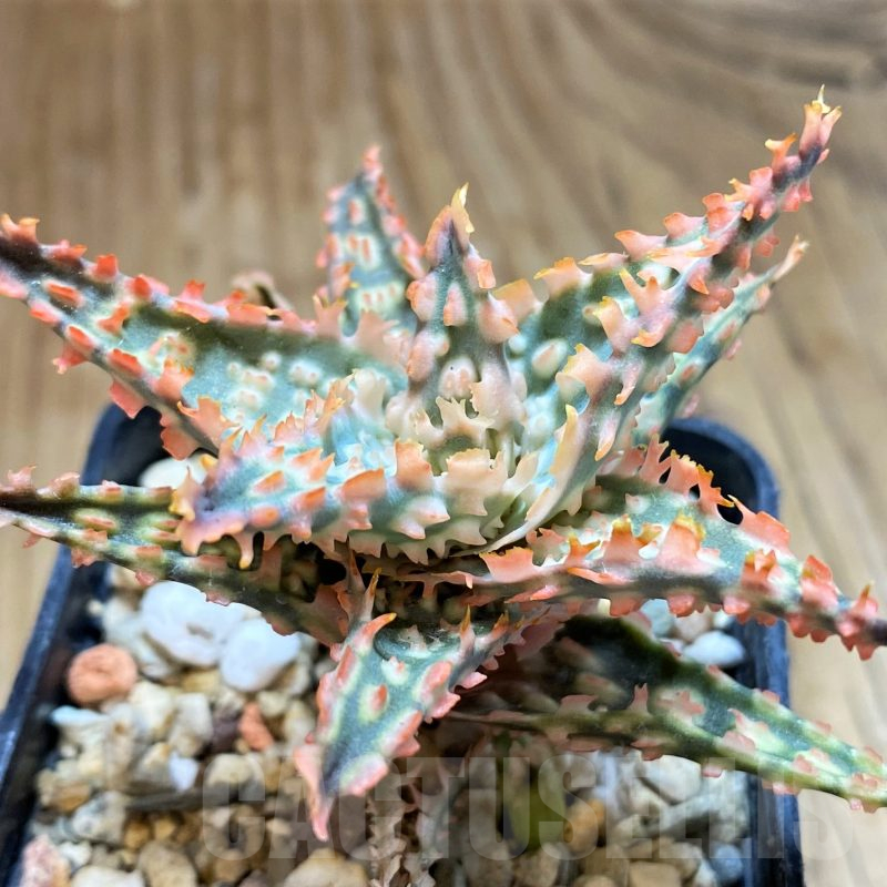 SH11376 Aloe TCT hybrid