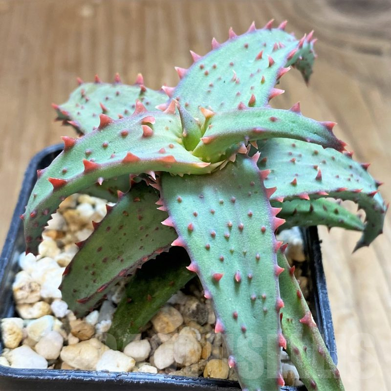 SH11377 Aloe castilloniae hybrid