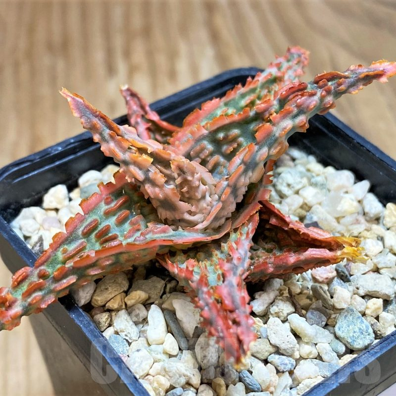 SH11378 Aloe TCT hybrid