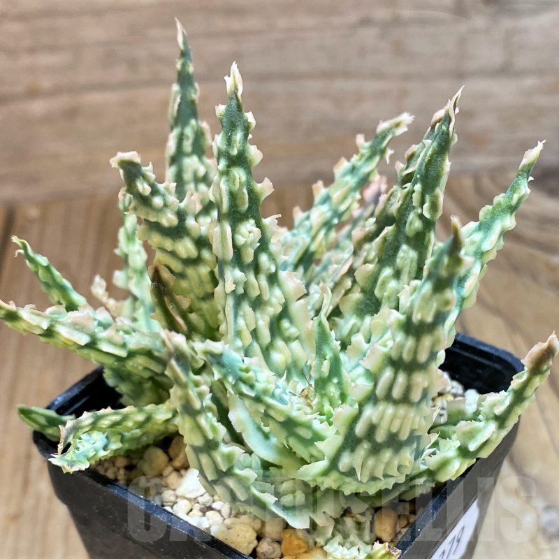 SH11379 Aloe TCT hybrid
