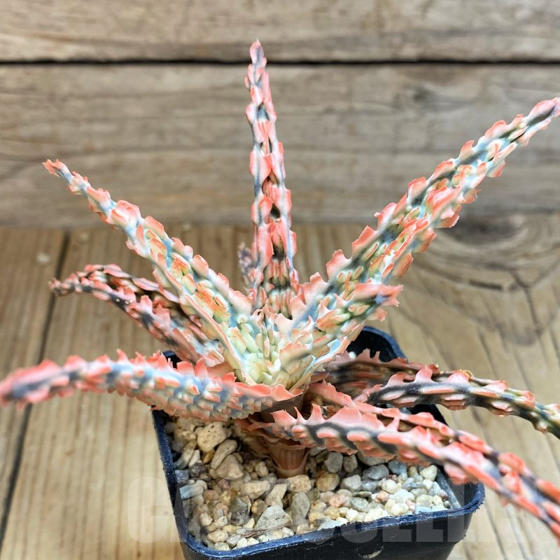 SH11380 Aloe TCT hybrid