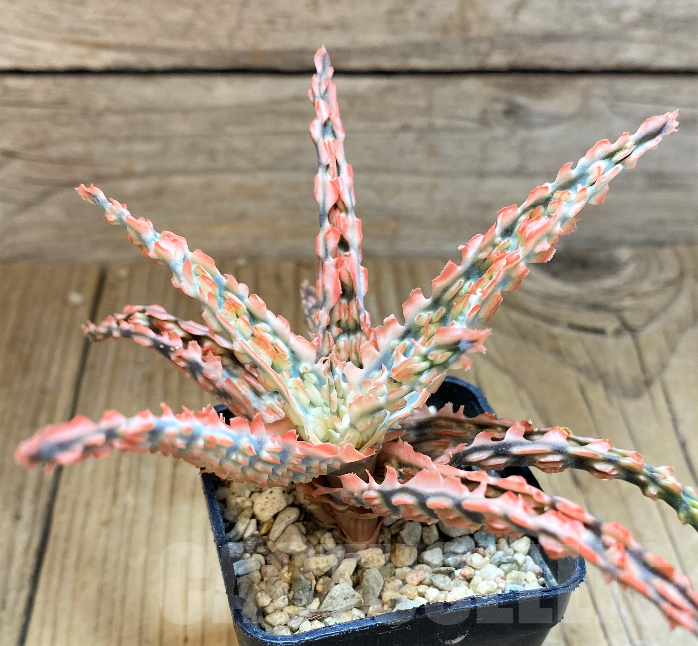SH11380 Aloe TCT hybrid