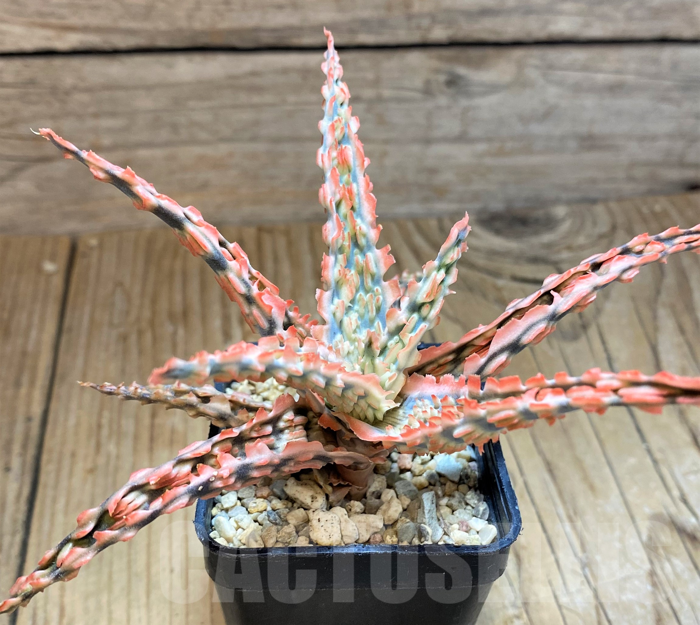 SH11380 Aloe TCT hybrid - Image 2