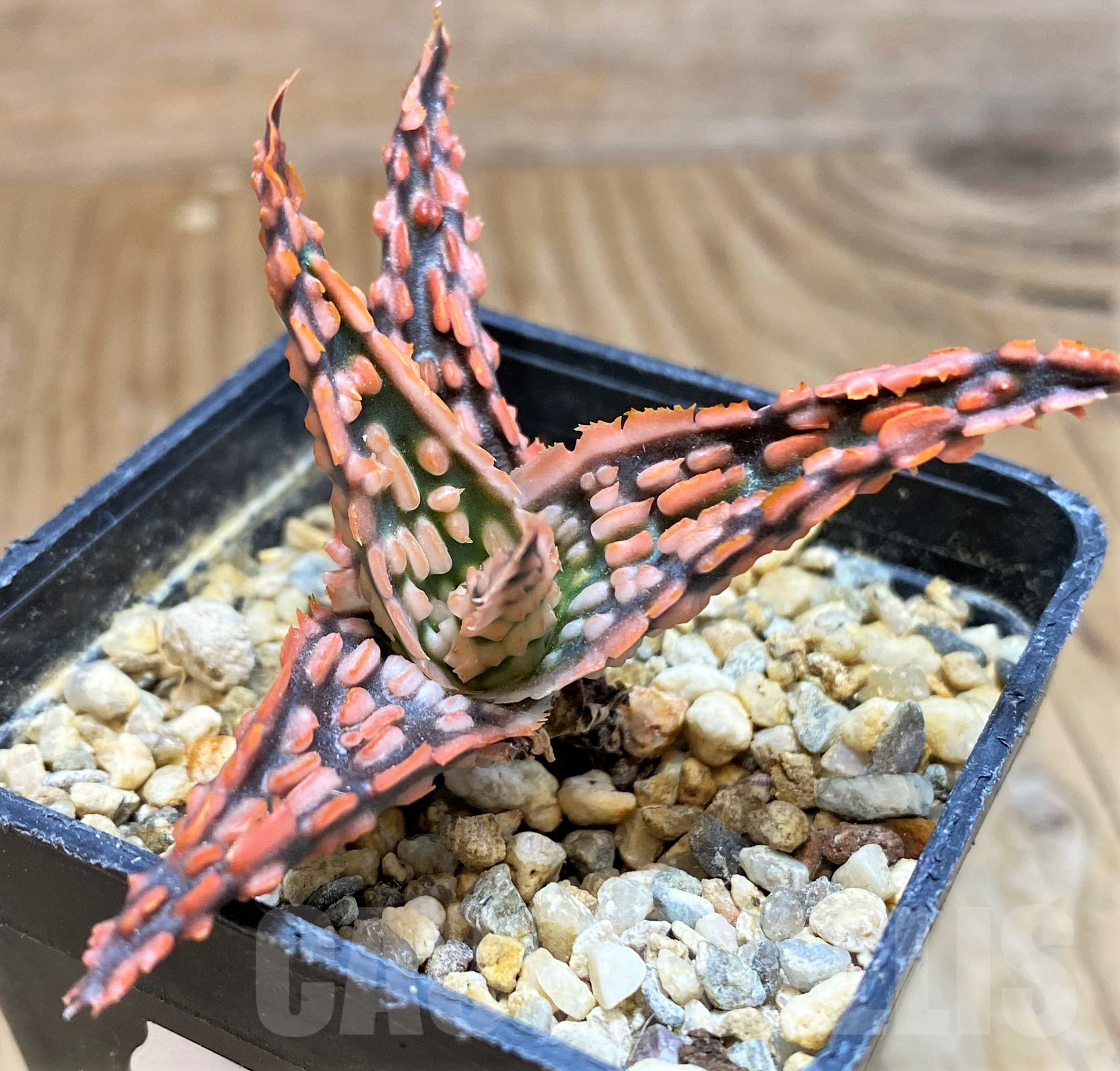 SH11381 Aloe TCT hybrid - Image 2