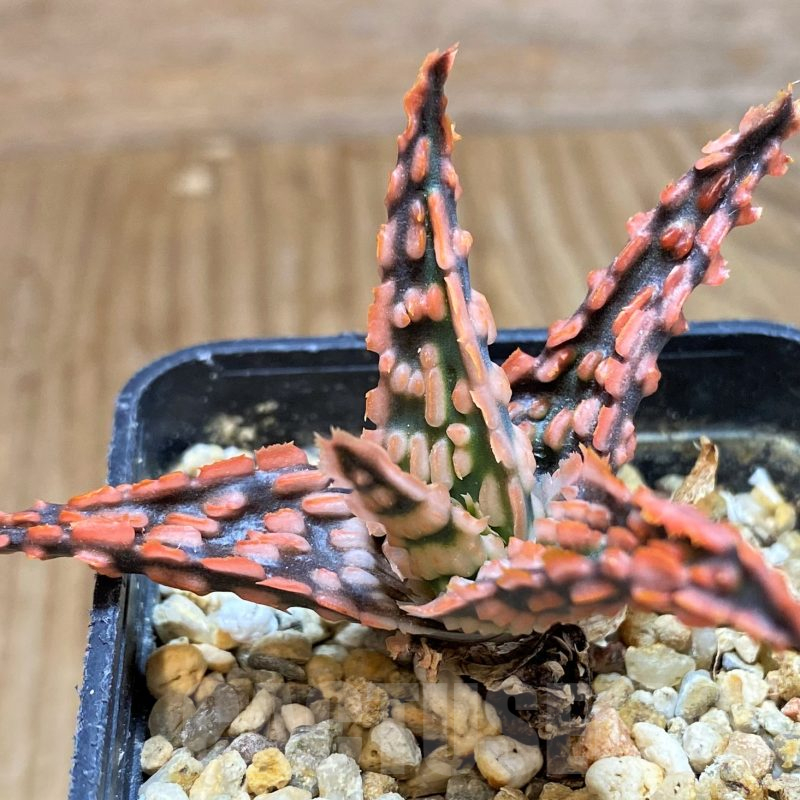 SH11381 Aloe TCT hybrid