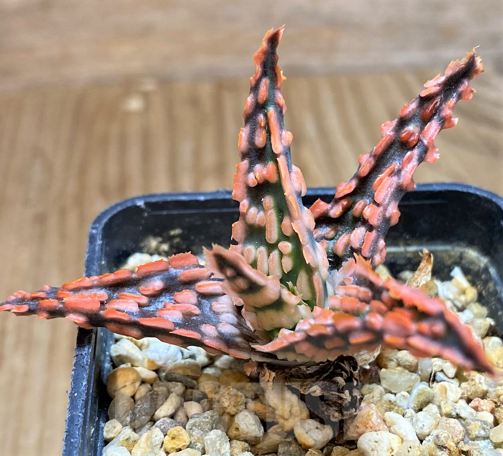 SH11381 Aloe TCT hybrid