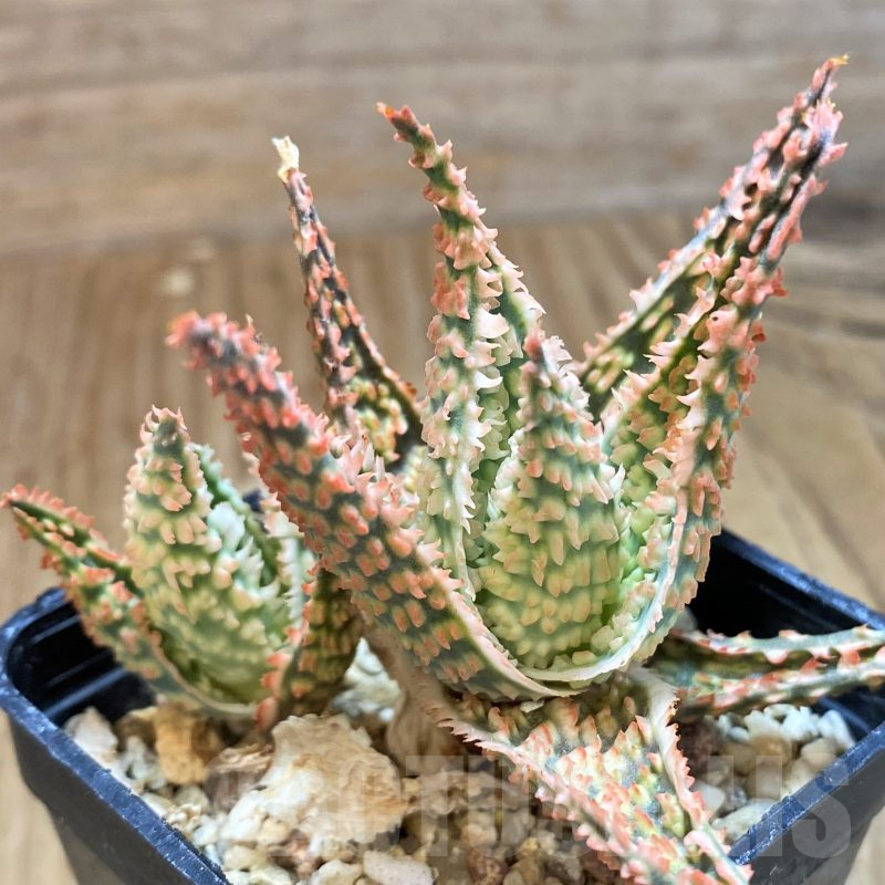 SH11382 Aloe TCT hybrid