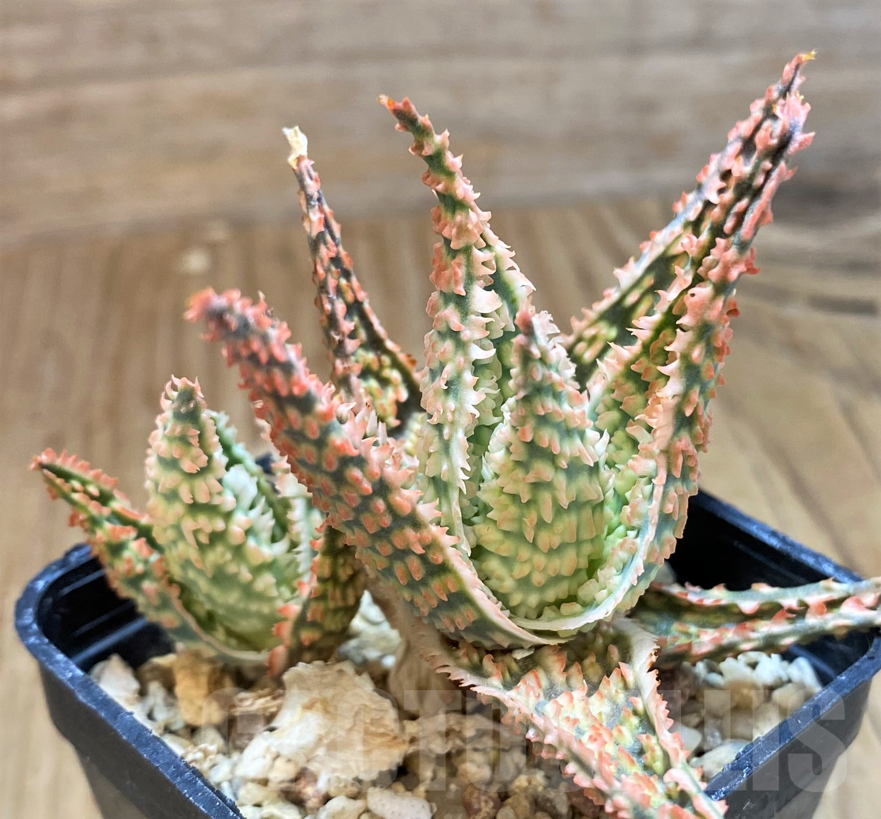 SH11382 Aloe TCT hybrid