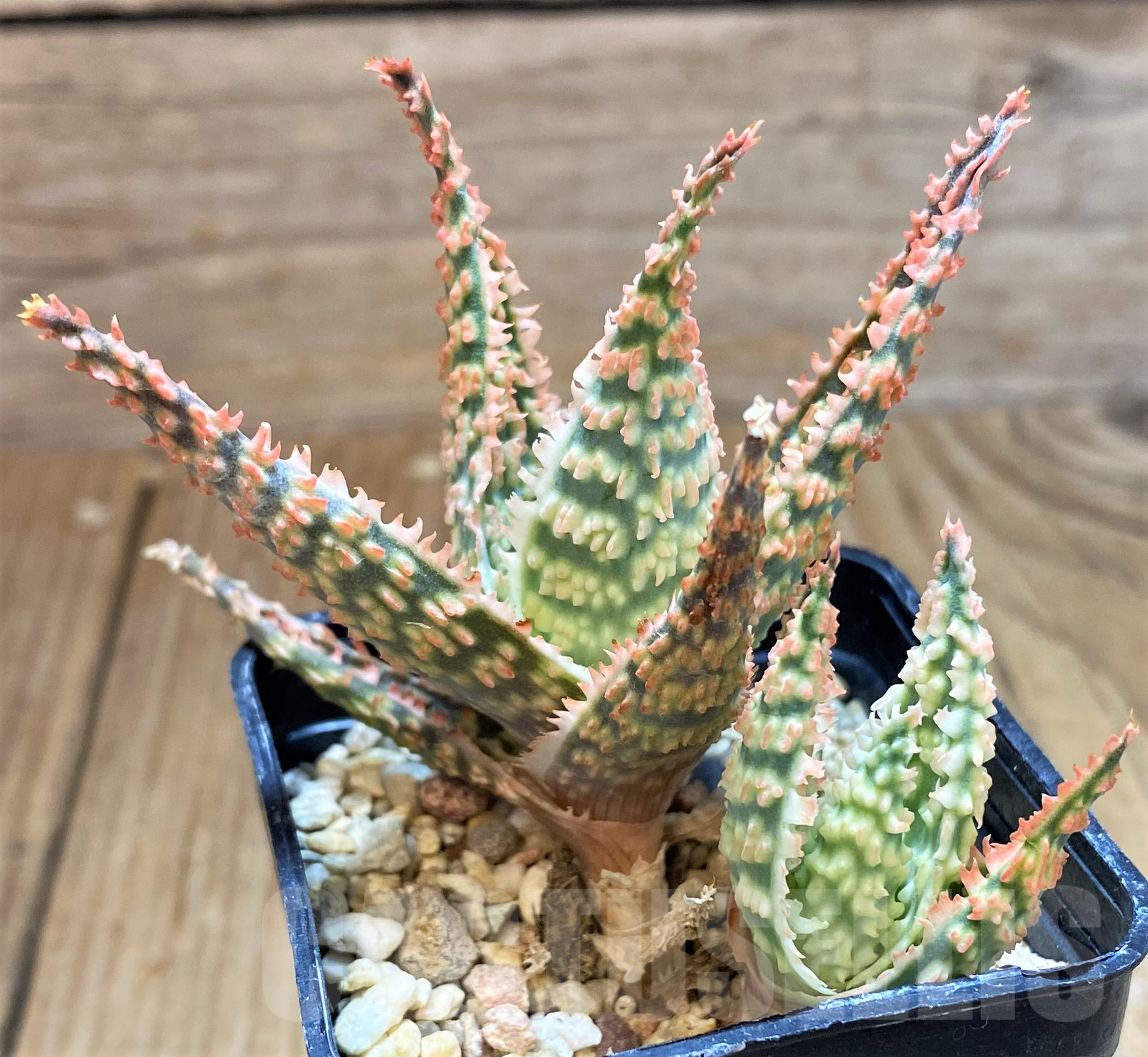 SH11382 Aloe TCT hybrid - Image 2