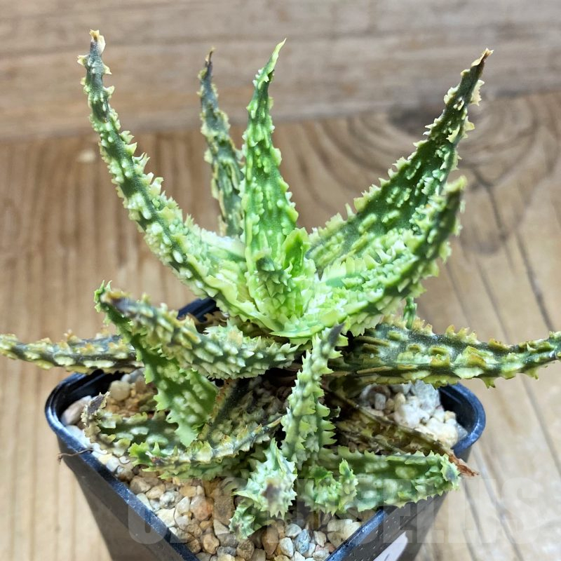 SH11384 Aloe TCT hybrid
